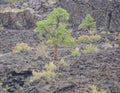 Sunset Crater Volcano Lava Pool, formed from the Bonito`s Lava Flow. Ponderosa Pine Trees growing on the lava rock. In Northern Ar Royalty Free Stock Photo