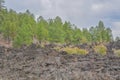 Sunset Crater Volcano Lava Pool, formed from the Bonito`s Lava Flow. Ponderosa Pine Trees growing on the lava rock. In Northern Ar Royalty Free Stock Photo