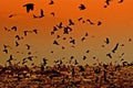 Sunset Crows Royalty Free Stock Photo
