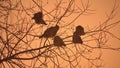 Sunset crows flock of birds nature sitting on the tree winter cold