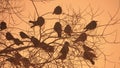 Sunset crows flock nature of birds sitting on the tree winter cold