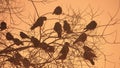 Sunset crows flock nature of birds sitting on the tree winter cold