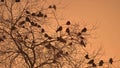 Sunset crows flock of nature birds sitting on the tree winter cold