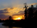 Sunset and cypress trees on lake with herons flying