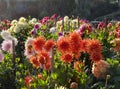 Sunset in dahlia garden. Back light. Royalty Free Stock Photo