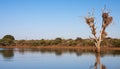 Sunset Dam near Lower Sabie rest camp in Kruger National Park, South Africa panoramic