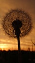 Sunset Dandelion and clouds Royalty Free Stock Photo
