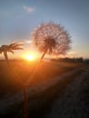 sunset dandelion in the field Royalty Free Stock Photo