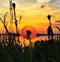 Sunset dandelion Royalty Free Stock Photo