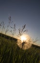 Sunset Dandelion Saskatchewan Royalty Free Stock Photo