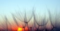Sunset. dandelion seeds close-up on a sunset background. soft focus Royalty Free Stock Photo