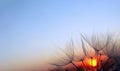 Sunset. dandelion seeds close-up on a sunset background. soft focus. copy space Royalty Free Stock Photo