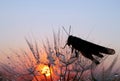 Sunset. dandelion seeds and grasshopper on a sunset background. close up. selective focus Royalty Free Stock Photo