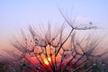 sunset. dandelion seeds in water drops close-up on a sunset background. Royalty Free Stock Photo