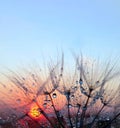 sunset. dandelion seeds in water drops close-up on a sunset background. Royalty Free Stock Photo