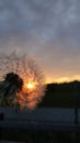Sunset dandelion sun heaven magic Royalty Free Stock Photo