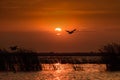 Sunset in Danube Delta with silhouette of pelicans flying Royalty Free Stock Photo