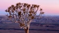 Sunset or dawn in Africa. Quiver tree forest on the edge of Fish River Canyon. Royalty Free Stock Photo