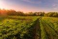 Sunset or dawn in a spring field with green grass