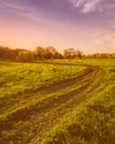 Sunset or dawn in a spring field with green grass