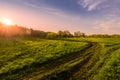 Sunset or dawn in a spring field with green grass