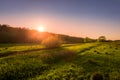 Sunset or dawn in a spring field with green grass