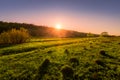 Sunset or dawn in a spring field with green grass