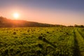 Sunset or dawn in a spring field with green grass