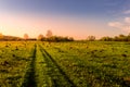 Sunset or dawn in a spring field with green grass