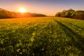 Sunset or dawn in a spring field with green grass