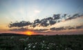 Sunset dawn sunrays over the city sky field flowers Royalty Free Stock Photo