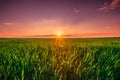 Sunset Dawn Sunrise Sky Above Rural Landscape Of Green Wheat Field