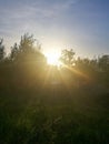 Sunset with dazzling sunreys on a grassfield and trees