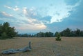 Sunset on dead log on Tillett Ridge in the Pryor Mountains on the Wyoming Montana state line -USA Royalty Free Stock Photo