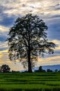 Sunset with blue between the clouds and a silhouette of a huge silk cotton tree in Chitwan village