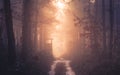 Sunset in deep foggy winter forest. Royalty Free Stock Photo