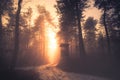 Sunset in deep foggy winter forest. Royalty Free Stock Photo