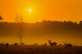 Sunset Deer at Thung Kraang Chaiyaphum Province, Thailand