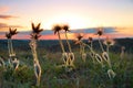 Sunset with deflorated flowers Royalty Free Stock Photo