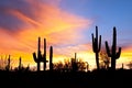 Sunset in desert. Royalty Free Stock Photo