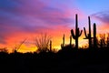 Sunset in desert. Royalty Free Stock Photo