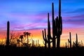 Sunset in desert.