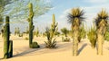 Sunset in the Desert with Cacti 3d rendering Royalty Free Stock Photo