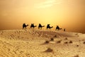 Sunset in desert with camel caravan silhouette on sand dunes