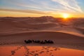 Sunset in the desert with camels