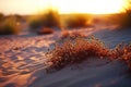 Sunset in the desert,  Sunrise over sand dunes,  Desert grass Royalty Free Stock Photo