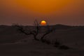 Sunset in desert United Arab Emirates