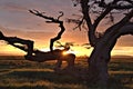 Sunset at Devils Tree on the Serengeti