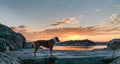 Sunset Dog Royalty Free Stock Photo