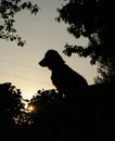 Sunset dog